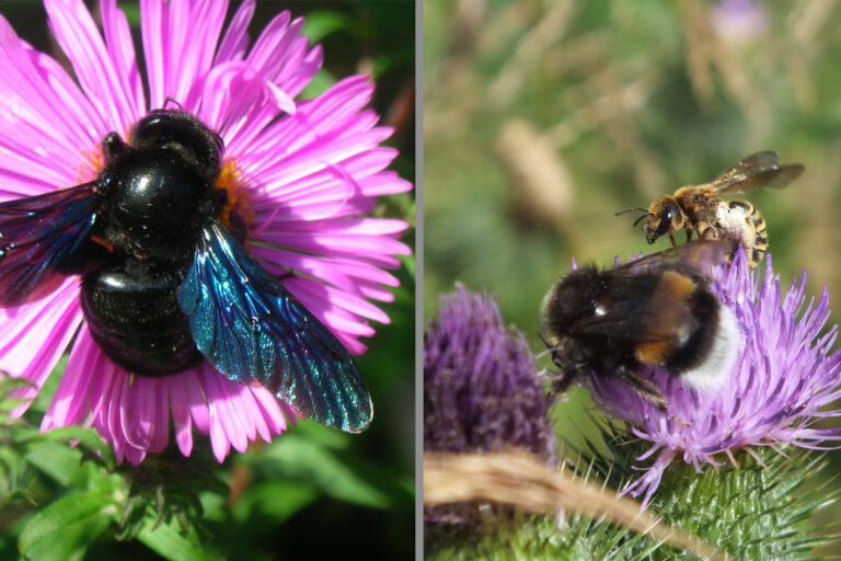 Links im Bild sitzt eine schwarze bläuchlich schimmernde Holzbiene auf einer pinken Blüte, rechts teilen sich eine Hummel und eine Biene eine lila Blüte.