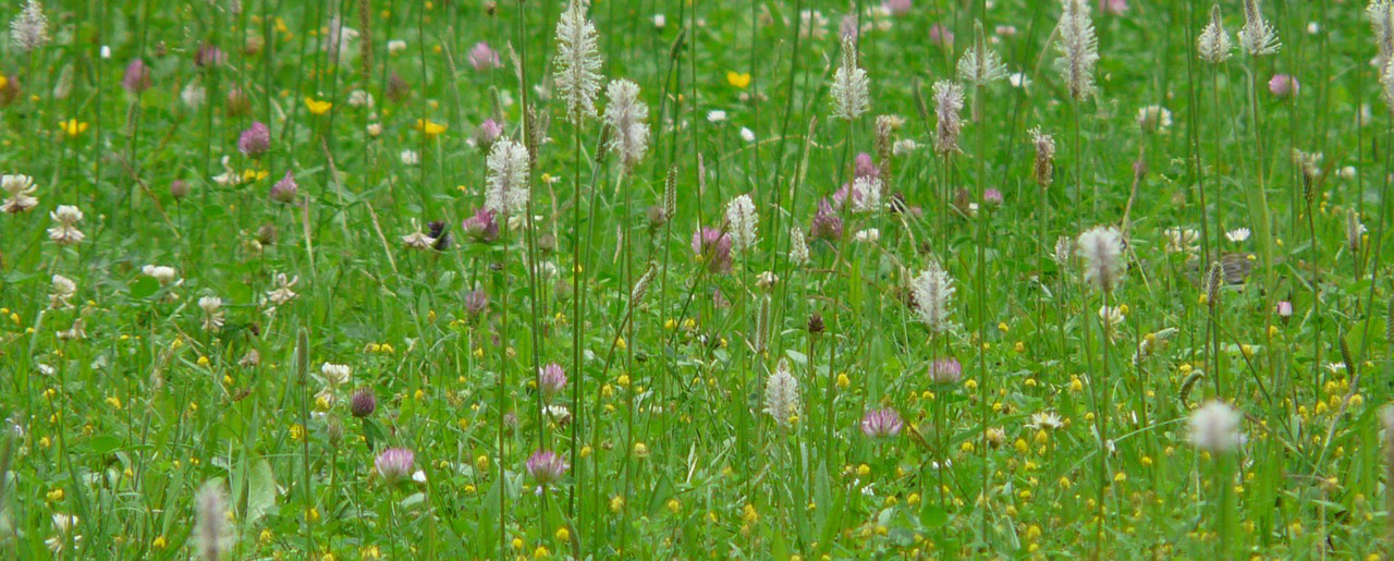 Auf der grünen Wiese wachsen allerlei Blumen.