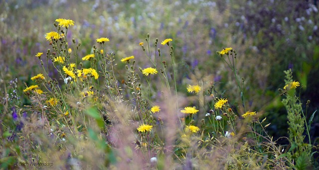 Wie auf einer wilden Blumenwiese blühern hier verschiedene Blumen.