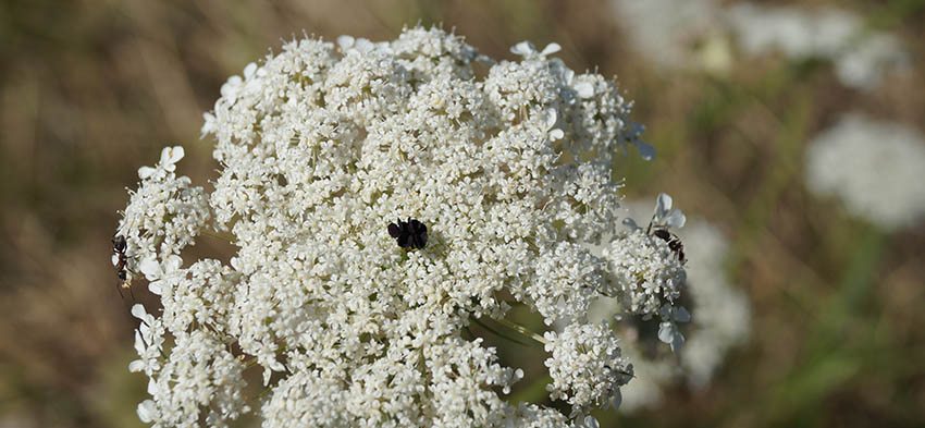 Die weiße Blüte wird in der Mitte mit einer kleinen dunklen Blüte durchbrochen.