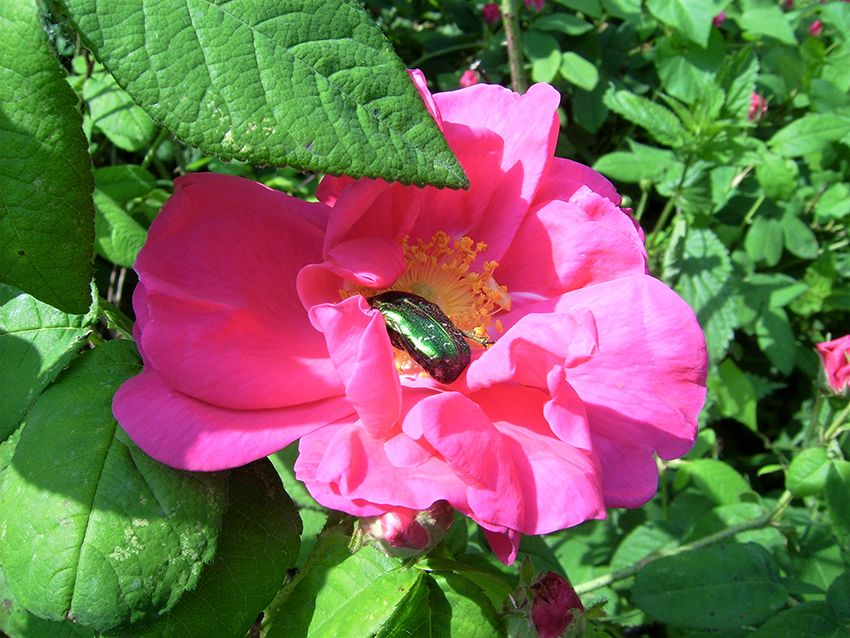 Die pinke Blüte offnet sich und gibt den Blick frei auf einen grün schillernden Käfer, der in der gelben Blütenmitte Nektar sucht.