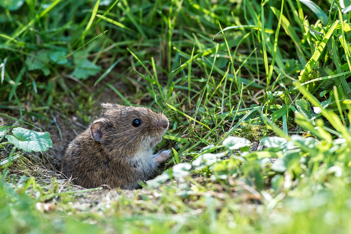 Eine kleine Wühlmaus guckt aus ihrem Tunnel heraus.