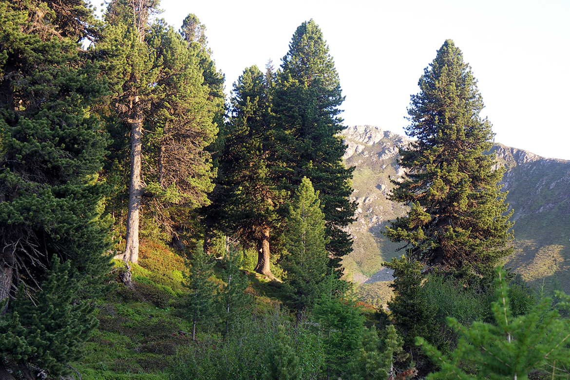 Die Idyllische Aufnahme der Zirbengruppe lässt nicht ahnen, wie widrig die Bedingungen in den Alpen für die Bäume im Winter sind.