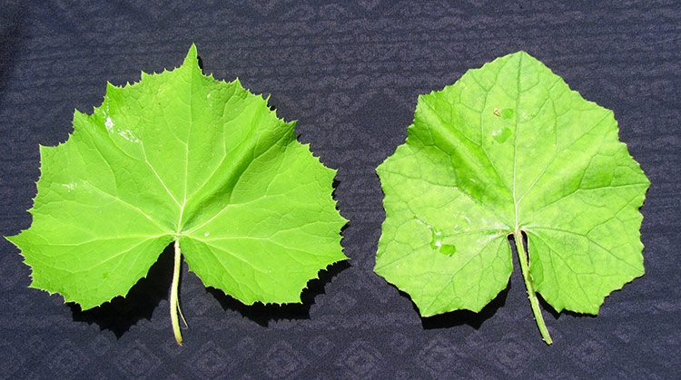Ein Pestwurzblatt (links) liegt neben einem Huflattichblatt (rechts).