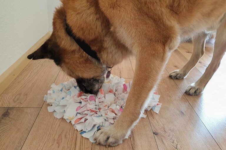 Der Hund spielt begeistert mit dem selbst gemachten Schnüffelteppich.