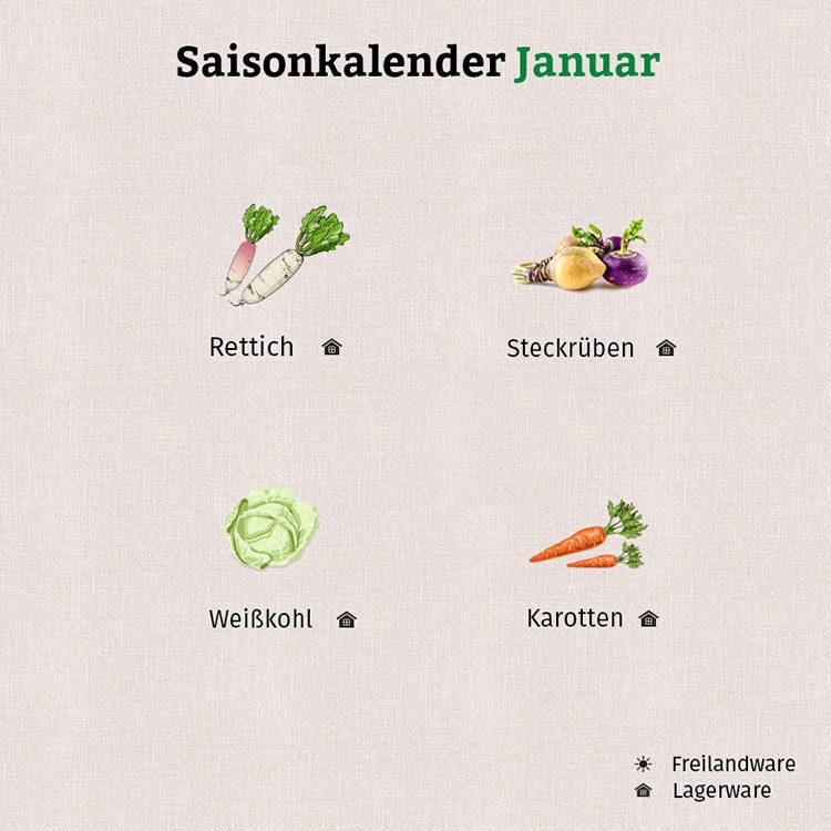 In der Grafik für den Saisonkalender Januar sind Karotten, Weißkohl, Steckrüben und Rettich als Lagerware aufgeführt.