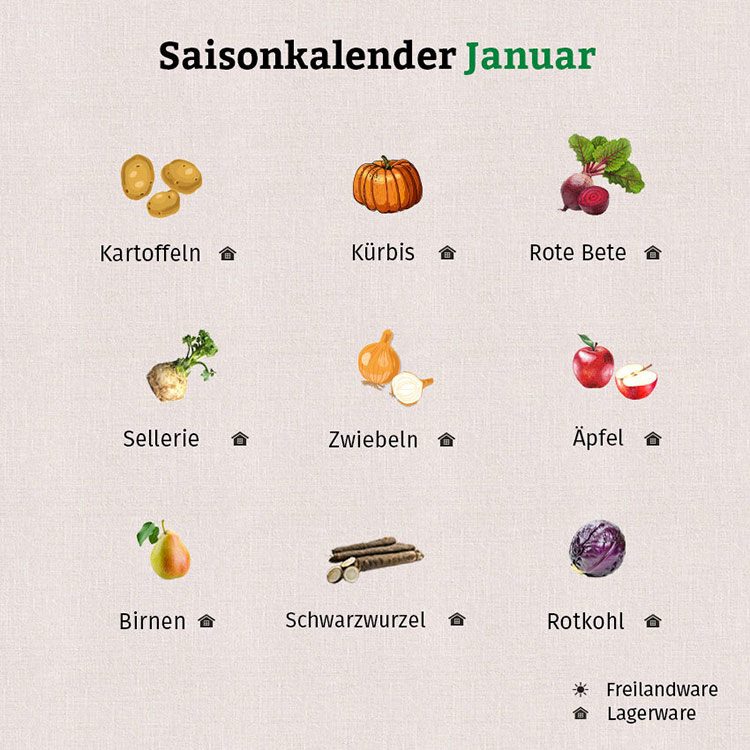 Die Grafik zeigt, welches Obst und Gemüse im Saisonkalender Januar als Lagerware erhältlich ist.