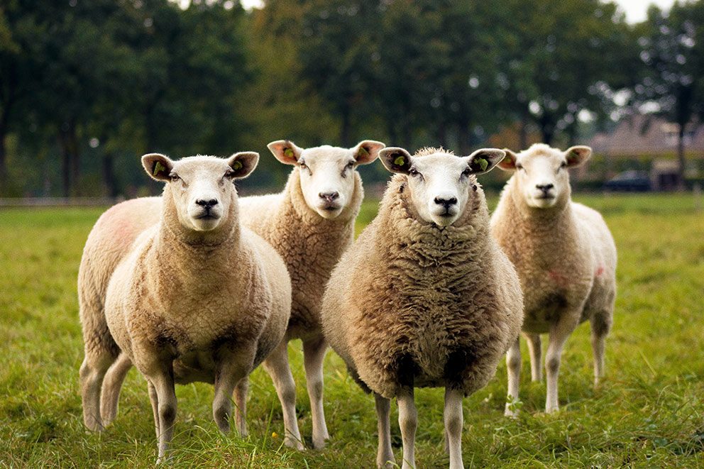 Vier Schafe stehen auf einer grünen Weide.