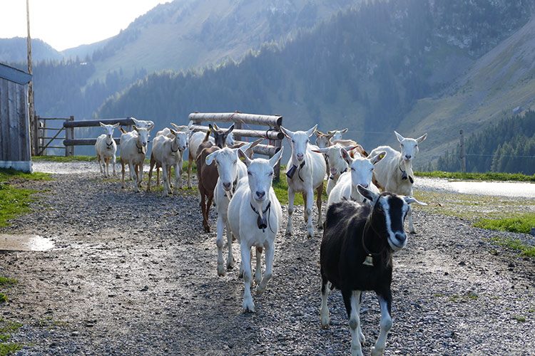 Eine Ziegenherde wird auf die Weide gelassen.