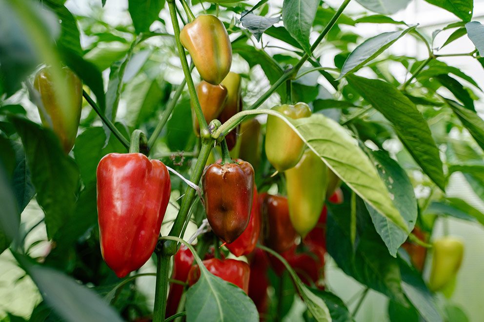 Paprika hängen an einer Paprikapflanze und werden langsam reif und rot.