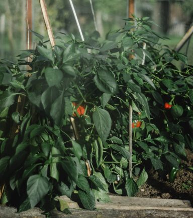 Paprikapflanzen werden in einem Gemüsebeet von Rankhilfen gestützt.