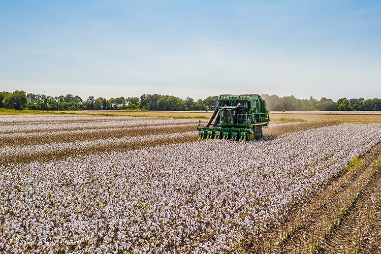 Auf einem großen Feld fährt eine Erntemaschine, die die Baumwolle maschinell pflückt.