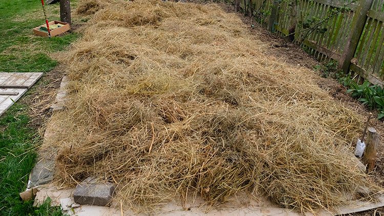 Het no-dig plantenbed is bedekt met gedroogd gras.