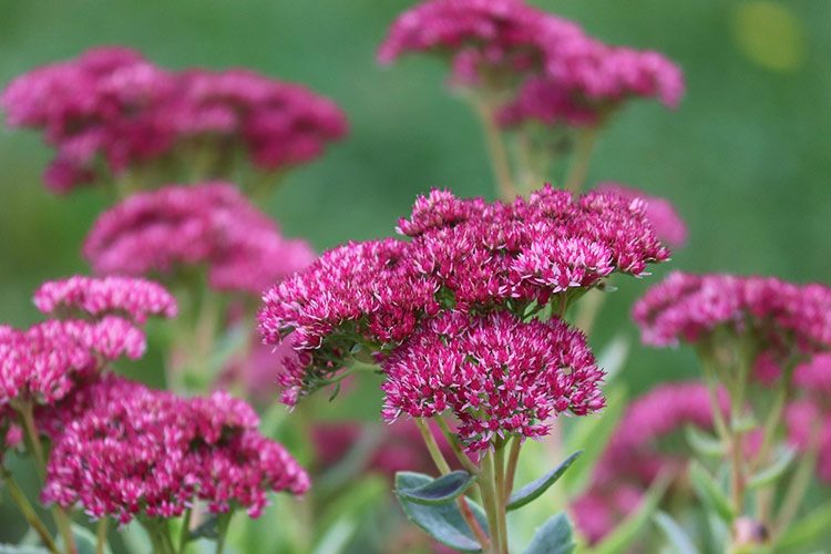 Die Fetthenne hat pinke, kleine Blüten.