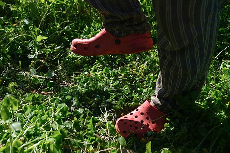 Met tuinschoenen wordt het gras voor het no-dig bed plat gestampt.