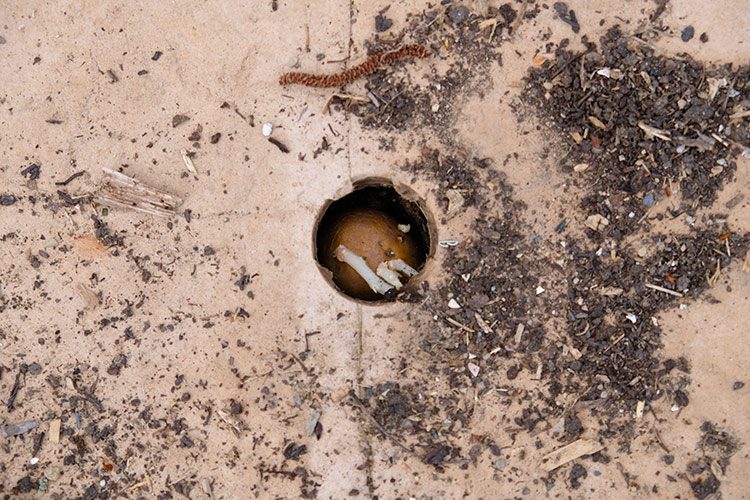 De voorgekiemde aardappelen worden door de gaten in het karton in de grond gestopt.