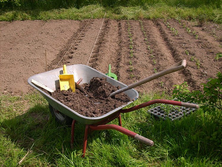 Eine Schubkarre mit Erde steht vor dem Gemüsebeet, welches mit kleinen Setzlingen bepflanzt wird.