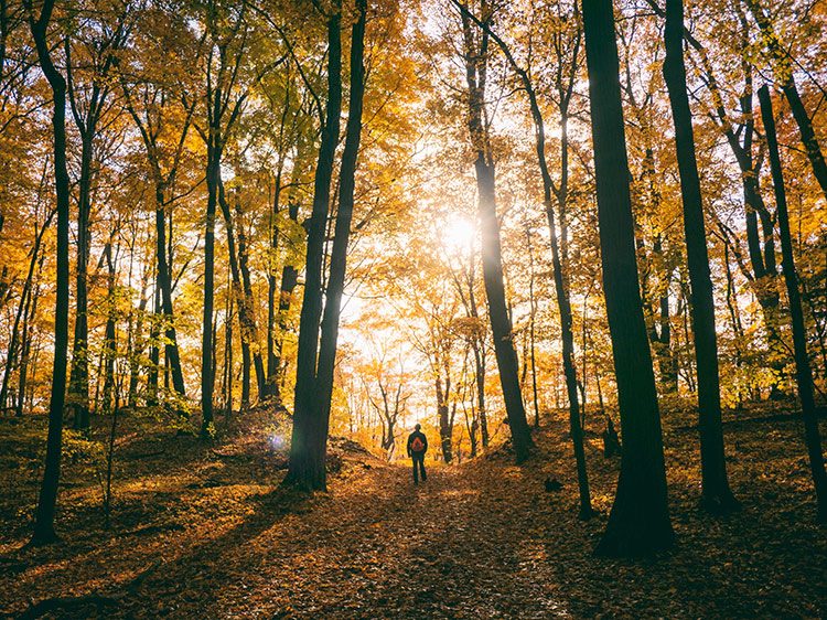 Ein Mensch steht im herbstlichen Wald und genießt die Stille.