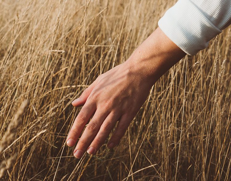 Bei einer Gehmeditation streift ein Mensch mit seiner Hand durch eine trockene Wiese.