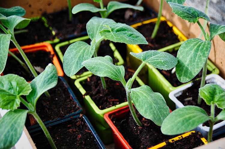 In kleinen Anzuchttöpfen wird Zucchini angepflanzt.