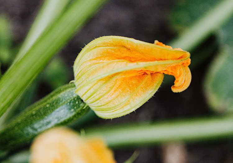 An der Zucchinifrucht befindet sich die gelbe Zucchiniblüte.