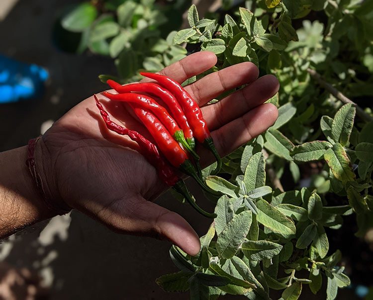 Die reifen Chilis in der Hand sind dunkelrot.