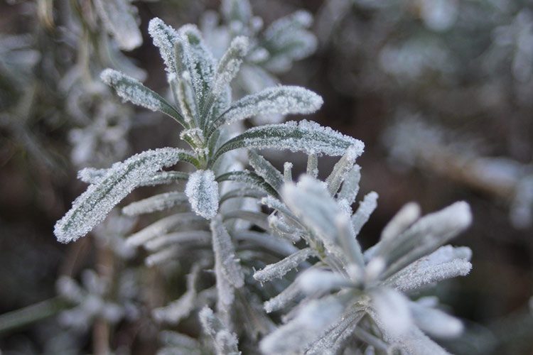 Die Blätter und Zweige des Rosmarin sind von Frost überzogen.