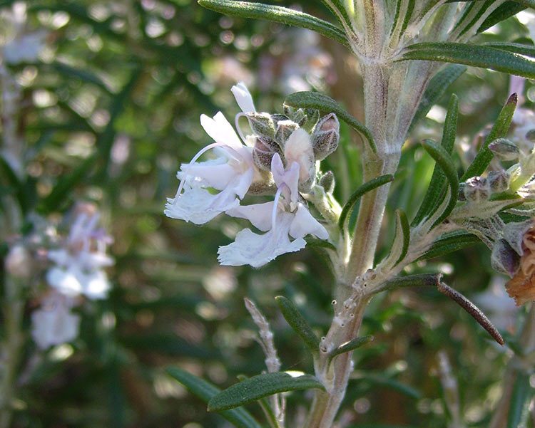 Der Rosmarin blüht mit kleinen, hellen Blüten.