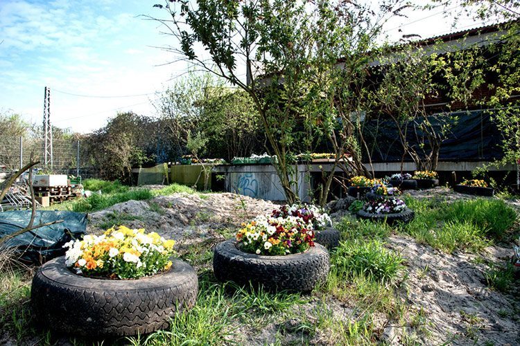 Im Gemeinschaftsgarten Inselgrün sind alte Reifen mit bunten Blumen bepflanzt.