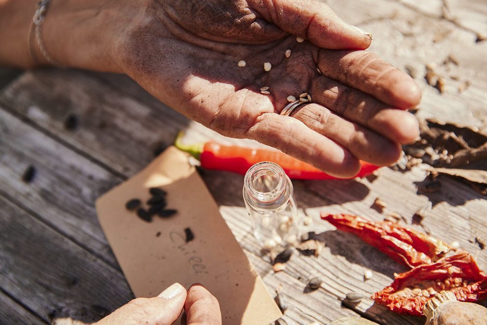 In einer Hand liegt samenfestes Saatgut, das aus einer Chili gekratzt wurde.