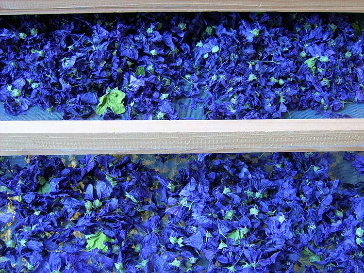 Malvenblüten werden in einem Trockengestell getrocknet und erhalten eine dunkleblaue Farbe.