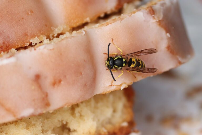 Eine Wespe sitzt auf einem Stück Zitronenkuchen.