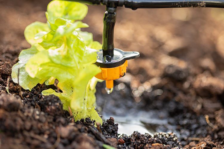 Ein Salat wird über eine Tröpfenbewässerungsanlage mit Wasser sparsam versorgt.