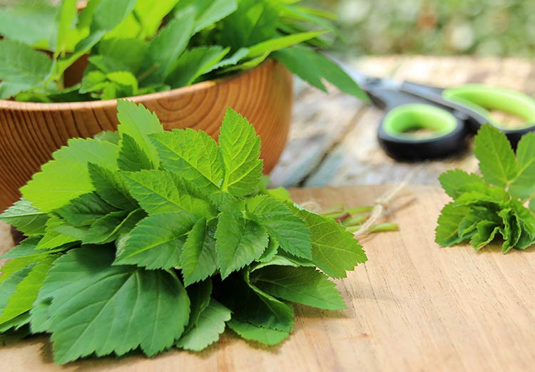 Gesammelte Gierschlätter für das Giersch-Pesto liegen in einer Holzschüssel und auf einem Schneidebrett.