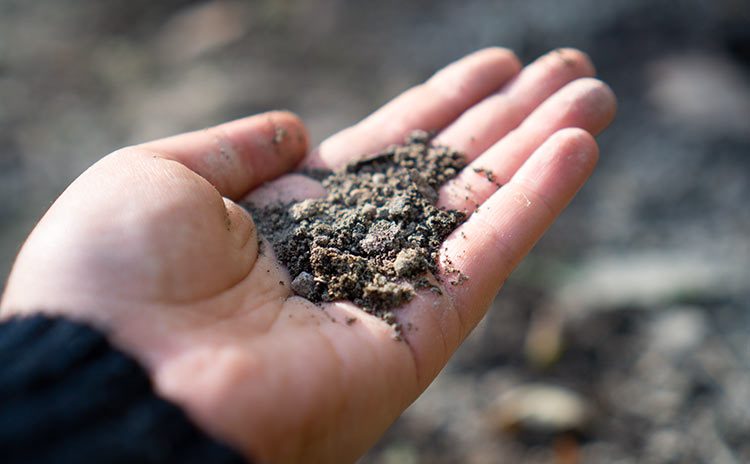 In einer Hand liegt etwas Gartenerde, die mit feiner Pflanzenkohle und Mikroorganismen aufgewertet wurde.