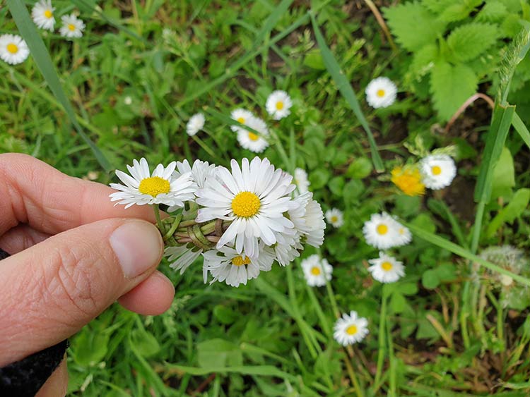 Ein kleines Sträußchen aus Gänseblümchen für einen Gänseblümchen-Kranz.