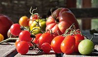Verschiedene sonnengereifte Tomatenspezialitäten
