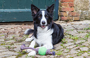 Border Collie mit nachhaltigem Hundespielzeug