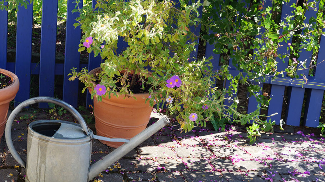 Der Garten im Sommer: Richtig gießen!