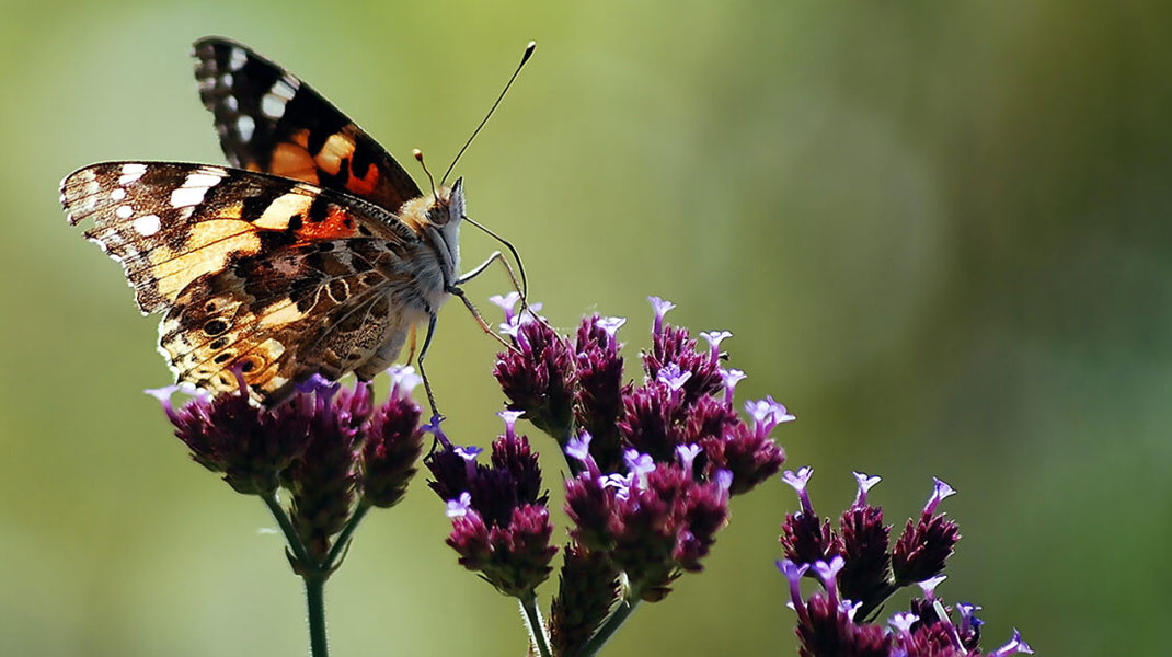 Schmetterlingspflanzen: Blüten und Sträucher für Schmetterlinge