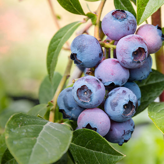 Jetzt unsere Obst- & Beeren entdecken