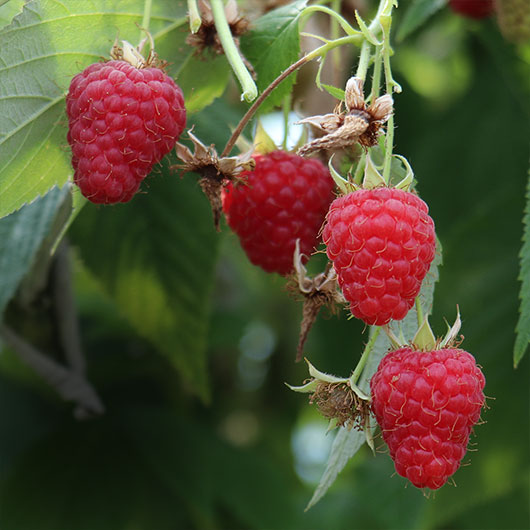 Süße erntereife Himbeeren