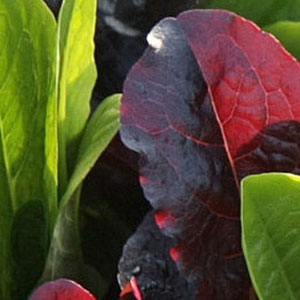 Bio Gartensalat
