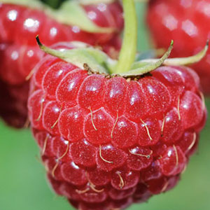 Bio Himbeeren