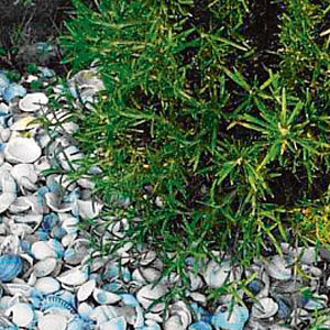 Bio Mulch