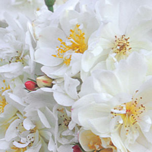 Bio Rosen Weiss