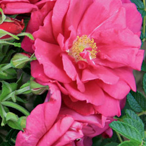 Bio Rosengarten