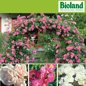 Bio Rosengarten
