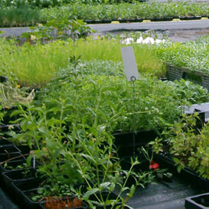 Bio Pflanzen