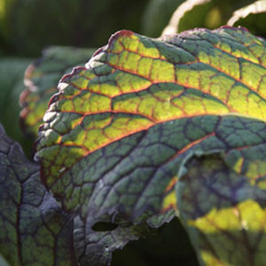 Eigener Garten